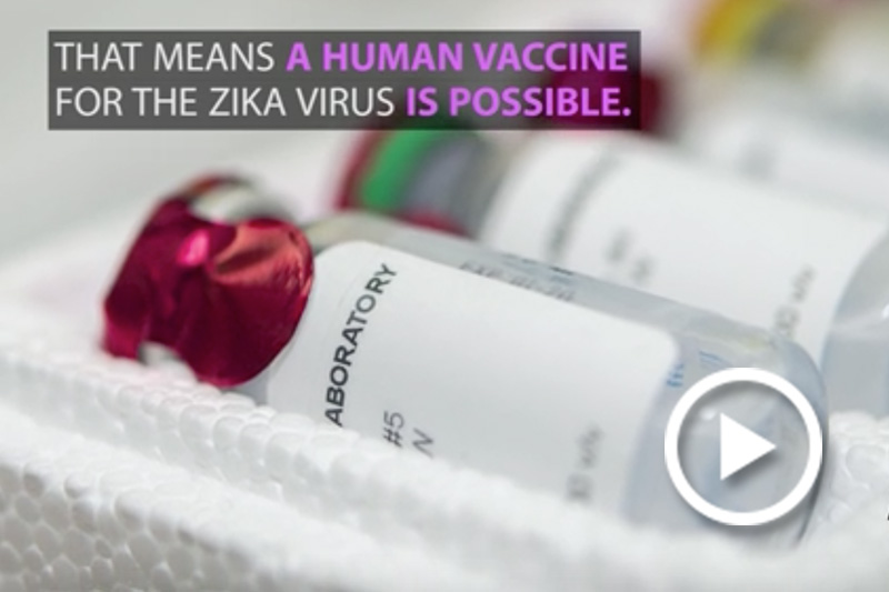 Zika virus vaccine